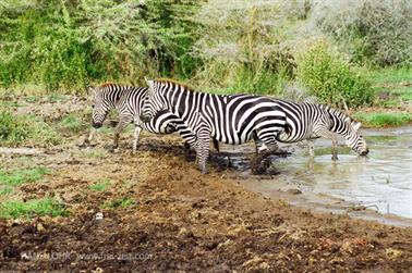 Safari_Tansania_1999_06_26,_83150173_720