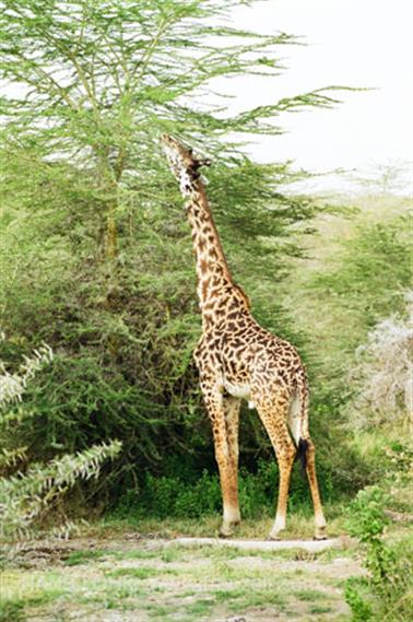 Safari_Tansania_1999_06_26,_83150176_720