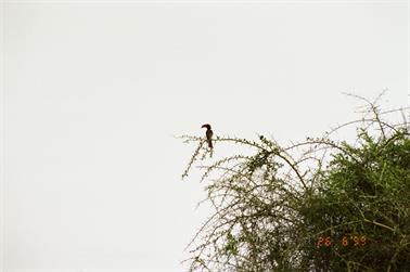 Safari_Tansania_1999_06_26,_83150181_720