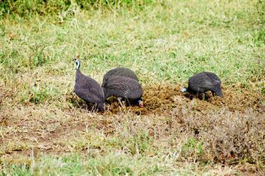 Safari_Tansania_1999_06_26,_83150182_720