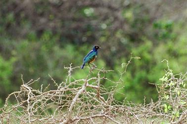 Safari_Tansania_1999_06_26,_83150183_720