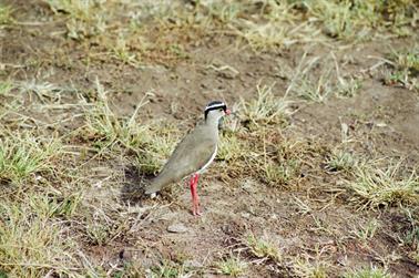 Safari_Tansania_1999_06_26,_83150184_720