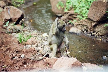 Safari_Tansania_1999_06_26,_83150187_720