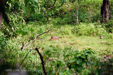 Safari_Tansania_1999_06_26,_83150298_720