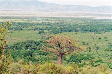 Safari_Tansania_1999_06_26,_83150314_720