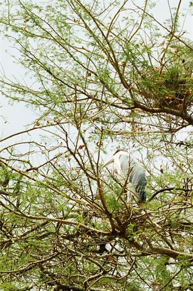 Safari_Tansania_1999_06_26,_83150329_720