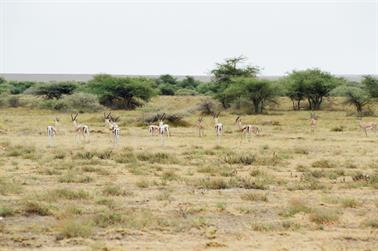 Safari_Tansania_1999_06_27,_83150130_720