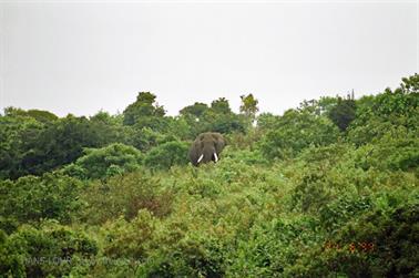 Safari_Tansania_1999_06_27,_83150153_720