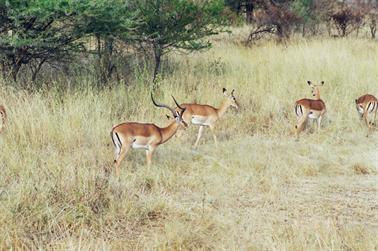 Safari_Tansania_1999_06_27,_83150225_720