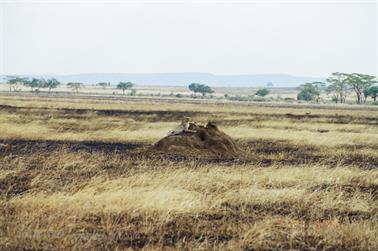 Safari_Tansania_1999_06_27,_83150228_720