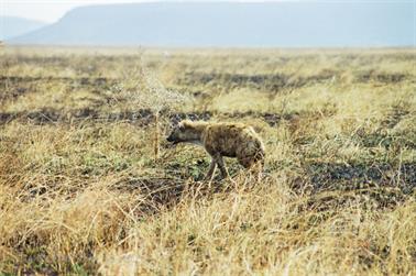 Safari_Tansania_1999_06_27,_83150230_720