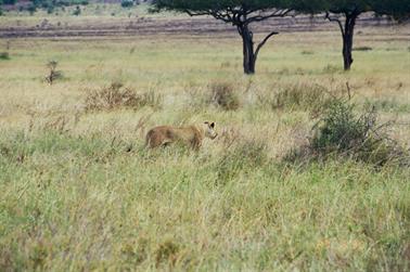 Safari_Tansania_1999_06_27,_83150235_720