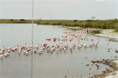 Safari_Tansania_1999_06_27,_83150240_720