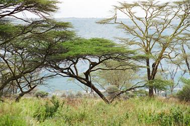 Safari_Tansania_1999_06_27,_83150244_720