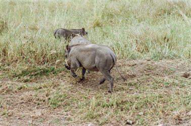 Safari_Tansania_1999_06_27,_83150245_720