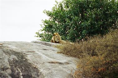 Safari_Tansania_1999_06_27,_83150248_720