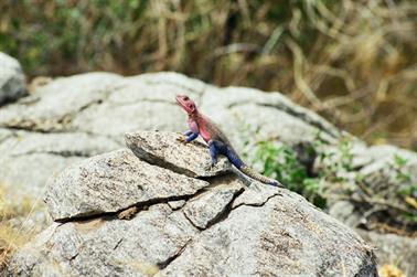 Safari_Tansania_1999_06_27,_83150253_720