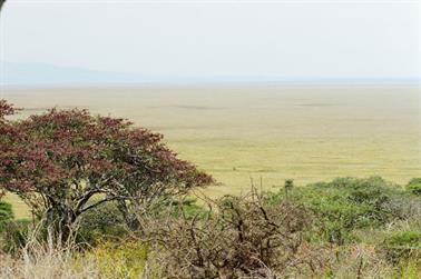 Safari_Tansania_1999_06_27,_83150254_720