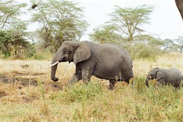 Safari_Tansania_1999_06_28,_83150002_720