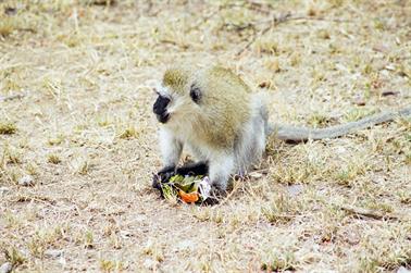 Safari_Tansania_1999_06_28,_83150004_720