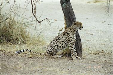 Safari_Tansania_1999_06_28,_83150008_720