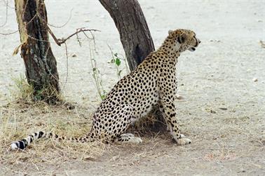 Safari_Tansania_1999_06_28,_83150009_720