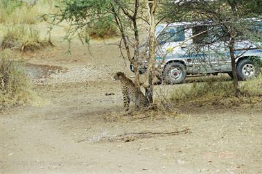 Safari_Tansania_1999_06_28,_83150013_720