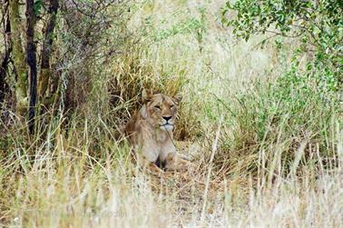 Safari_Tansania_1999_06_28,_83150018_720