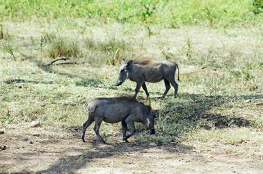 Safari_Tansania_1999_06_28,_83150025_720