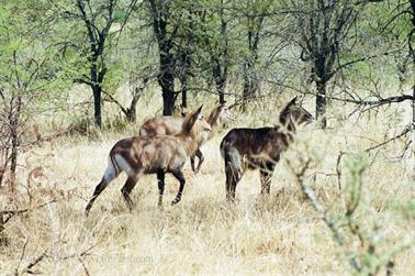 Safari_Tansania_1999_06_28,_83150026_720