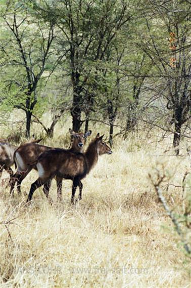 Safari_Tansania_1999_06_28,_83150033_720