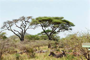 Safari_Tansania_1999_06_28,_83150035_720