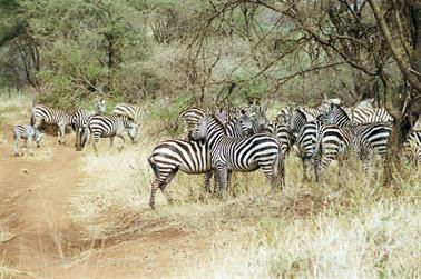 Safari_Tansania_1999_06_28,_83150036_720