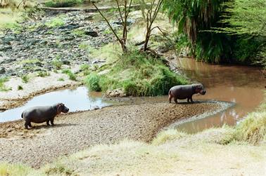 Safari_Tansania_1999_06_28,_83150040_720