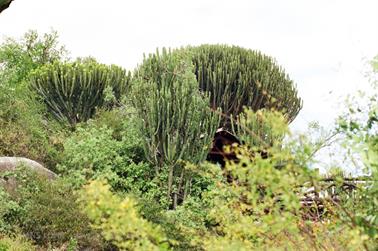 Safari_Tansania_1999_06_28,_83150123_720