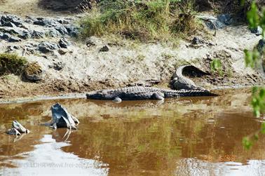 Safari_Tansania_1999_06_28,_83150162_720