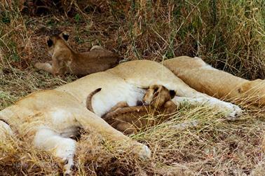 Safari_Tansania_1999_06_28,_83150200_720