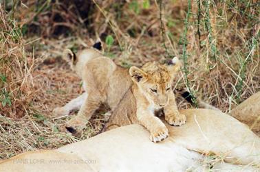 Safari_Tansania_1999_06_28,_83150202_720