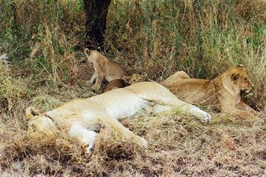 Safari_Tansania_1999_06_28,_83150203_720