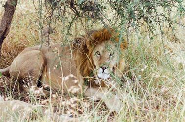 Safari_Tansania_1999_06_28,_83150206_720