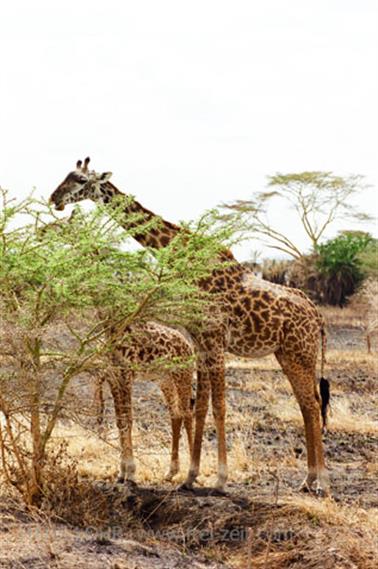 Safari_Tansania_1999_06_28,_83150210_720