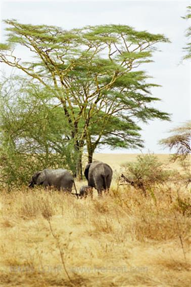 Safari_Tansania_1999_06_28,_83150211_720