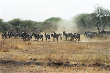 Safari_Tansania_1999_06_28,_83150222_720