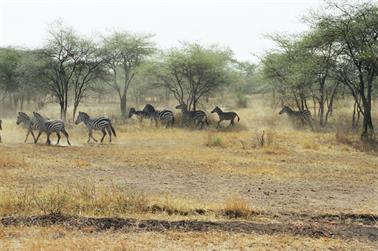 Safari_Tansania_1999_06_28,_83150223_720