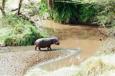 Safari_Tansania_1999_06_28,_83150343_720