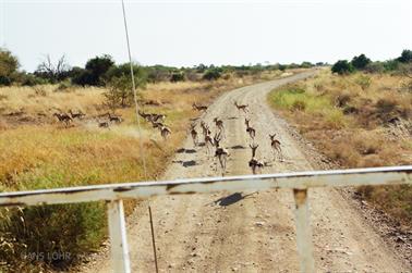 Safari_Tansania_1999_06_29,_83150191_720