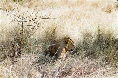 Safari_Tansania_1999_06_29,_83150362_720