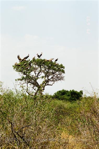 Safari_Tansania_1999_06_29,_83150363_720