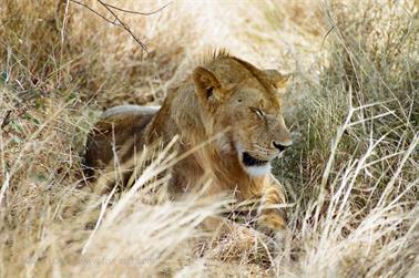 Safari_Tansania_1999_06_29,_83150364_720