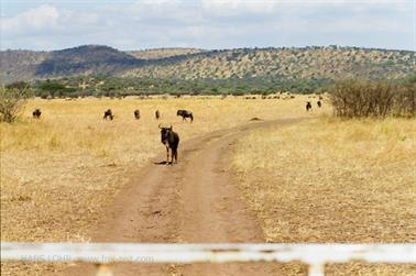 Safari_Tansania_1999_06_29,_83150368_720